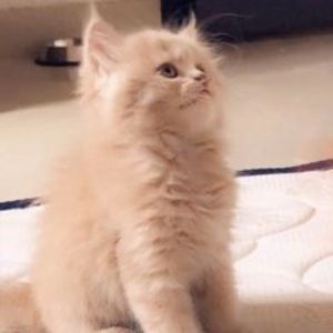 Meet your Posher, Syed